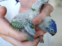 ゴシキセイガイインコの幼鳥