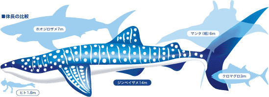 ジンベイザメのキホン／体長の比較