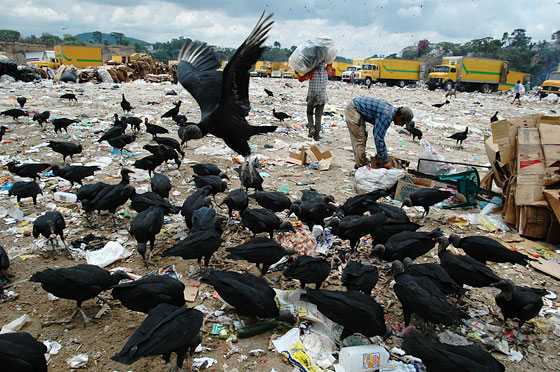屍肉をあさる鳥に交じり、ゴミ捨て場で働く人びと（グアテマラ）。