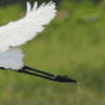 モモソン「幸せの白い鳥」