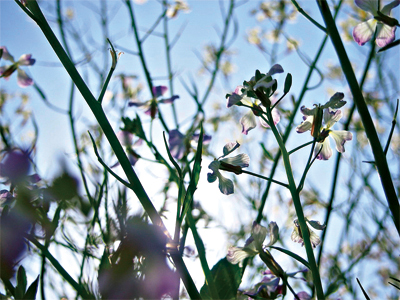 tatsuki「in full bloom」