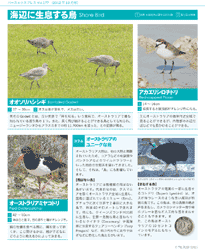 海辺に生息する鳥 Shore Bird