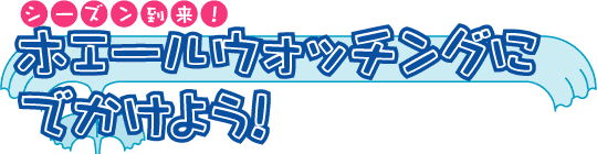 ホエールウォッチングにでかけよう！